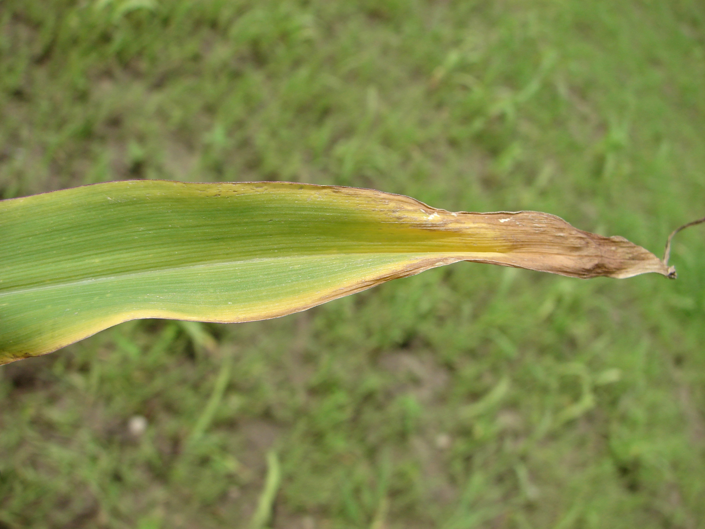 potassium deficiency Figure 2jpg